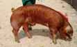 Duroc